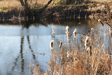 Gölün önündeki baston bitkisinin huzurlu manzarası. Gölün kenarında yetişen sazlıklar.