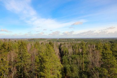 Ufuk çizgisi, ağaç taçlarının mavi gökyüzü ile buluştuğu yer. Avobe 'den Letonya' ya Ogre 'nin doğa parkına bakın.. 