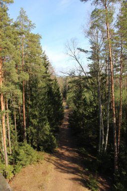 Doğa parkında yürüyüş yapıyorum. Çam ağaçlarının arasındaki patikayı yakalıyor. 