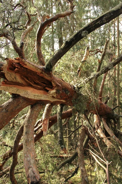 Κορμός Δέντρου Που Έσπασε Κατά Διάρκεια Της Καταιγίδας Καταστροφικές Συνέπειες — Φωτογραφία Αρχείου