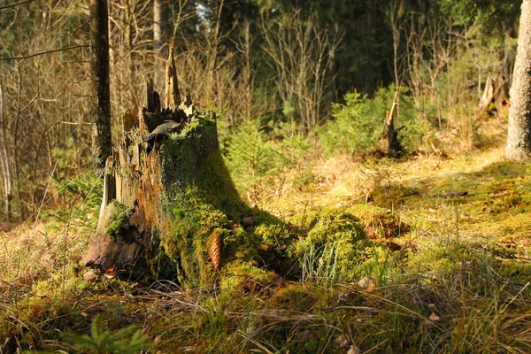 高齢者の木の切り株緑の苔で覆われた 森林生態系の一部である腐った切り株 魔法の森の背景 — ストック写真