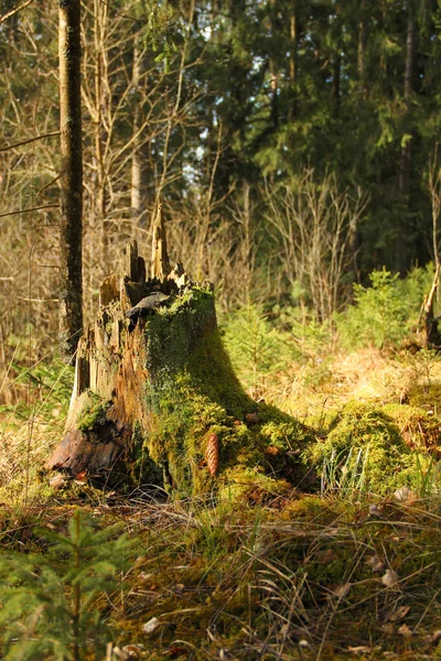 Zrající Pařez Stromu Pokrytý Zeleným Mechem Prohnilý Pařez Který Součástí — Stock fotografie