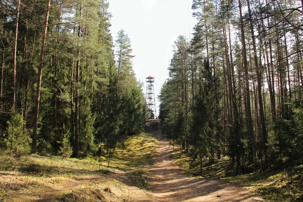 Procházím Přírodním Parku Zkoumání Lesních Stezek Hledání Rozhledny Parku Ogre — Stock fotografie