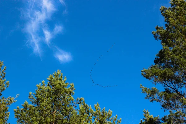 Las Aves Migran Bajo Cielo Azul Claro Bandada Aves Que — Foto de Stock