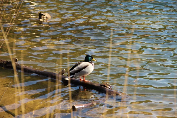 鸟在它的自然栖息地 鸭鸭鸭在运动 有网脚的水鸟 — 图库照片