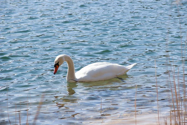 优雅的天鹅白天漂浮在水面上 在自然栖息地的鸟类 — 图库照片