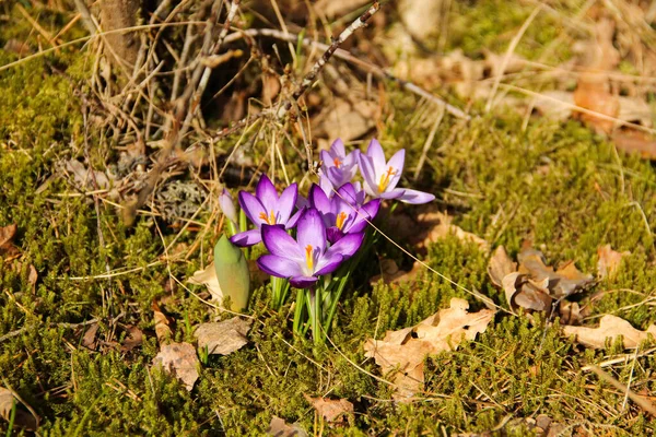 Krokus Blommor Som Symbol För Våren Bräckliga Blommor Med Violetta — Stockfoto