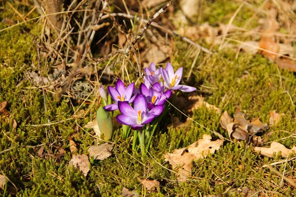 Krokus Kwiaty Które Symbolem Wiosny Kruche Kwiaty Fioletowymi Płatkami Które — Zdjęcie stockowe