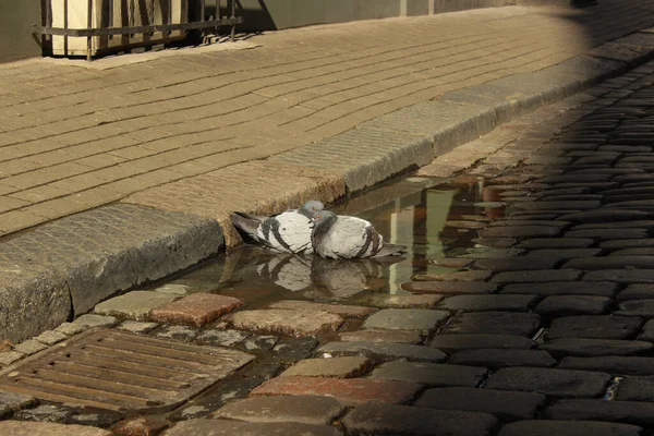 水たまりの中に風呂がある鳩のカップル 街の通りでハトを愛する — ストック写真