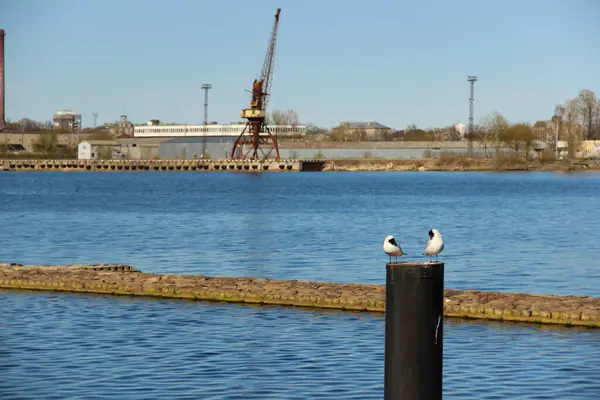 Dos Gaviotas Primer Plano Parte Del Puerto Riga Detrás Ellas —  Fotos de Stock
