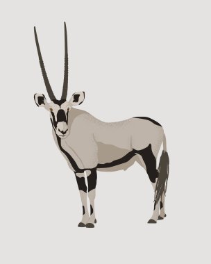 Antilop vektör çizimi. Gemsbok, uzun düz boynuzları ve siyah işaretleri var. Çöl hayvanlarını koruma. 