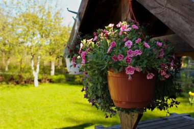 Arka bahçenin önüne saksı asmak. Bir yazlık bahçeyi çiçeklerle süslüyorsun..
