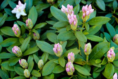 Çiçekli, pembe bir çalı çalısı. Rododendron bitkisinin gösterişli arkaplanı.