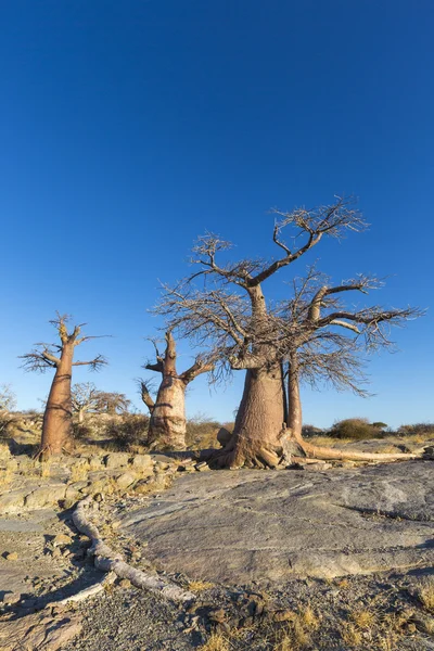 Baobabbäume auf der Insel Kubu — Stockfoto