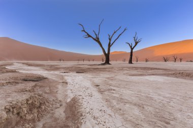 Dooievlei ve ölü ağaçlar 