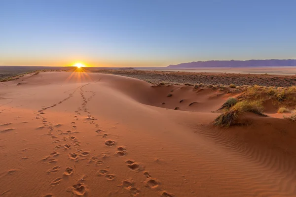 Oryx tracks tot zonsondergang — Stockfoto