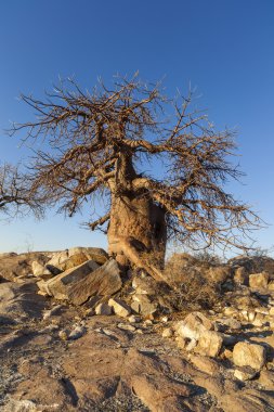 Baobab ağacı ve kayalar