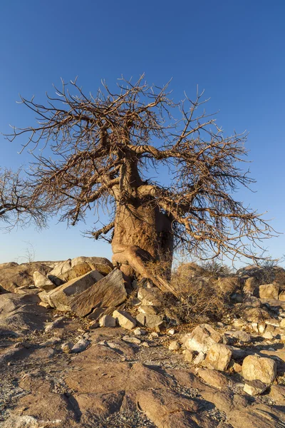 Baobá Árvore e rochas — Fotografia de Stock