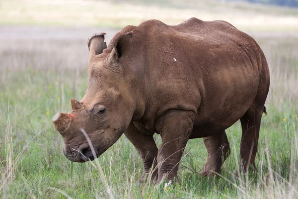 De-rohatý Bílý nosorožec — Stock fotografie