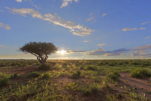 Sonnenuntergang in der grünen Kalahari — Stockfoto