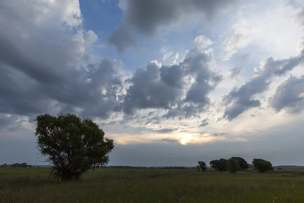 Nuvens e salgueiros — Fotografia de Stock