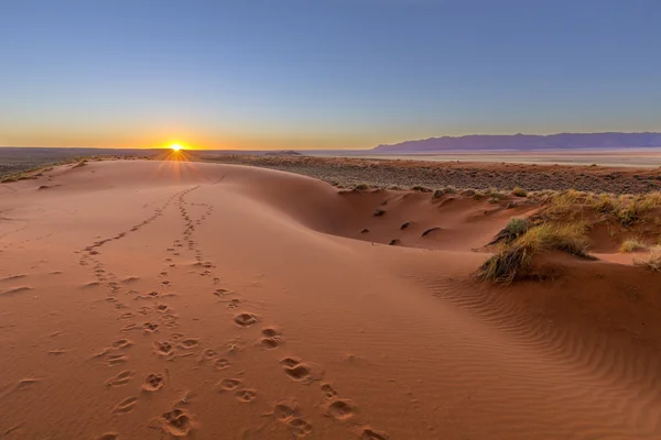 Kalahari Sunset over the dunes — Stock Photo, Image