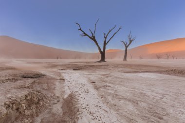 Toz ve Dooievlei öldü ağaçlarında