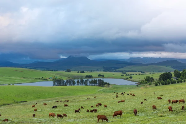 Cattle grazing and clouds over the mountains — Stock Photo, Image