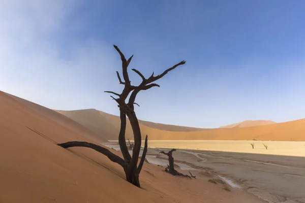 Arbre mort en dune à Dooievlei — Photo