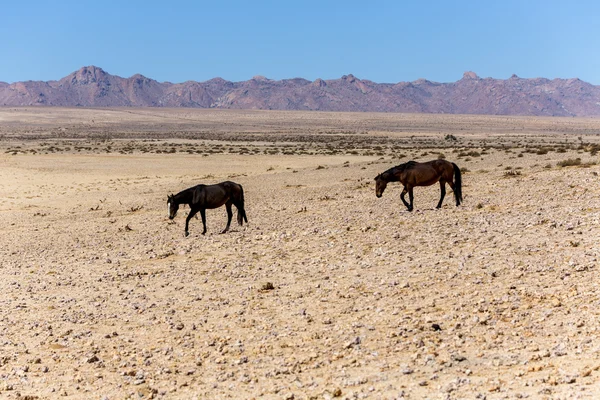 Namib, vahşi at — Stok fotoğraf