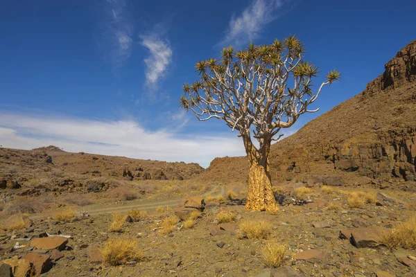 Árvore quiver em país seco — Fotografia de Stock