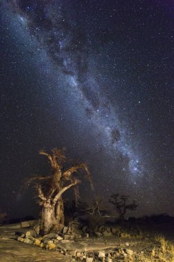 Milkyway ve Baobab ağaçları