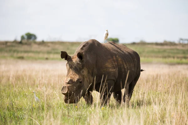 De-boynuzlu Beyaz Rhino — Stok fotoğraf