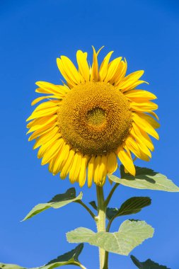 Mavi gökyüzüne karşı ayçiçeği