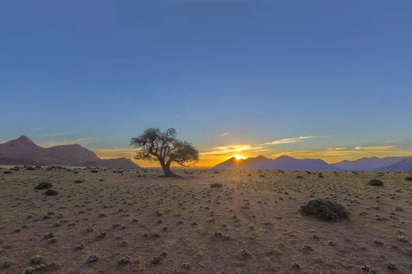 Puesta de sol y un árbol solitario — Foto de Stock