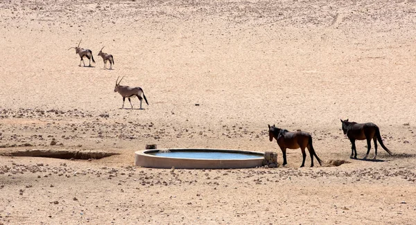 Caballos salvajes y Oryx —  Fotos de Stock