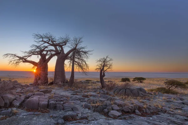 พระอาทิตย์ขึ้นที่ Baobabs ที่เกาะ Kubu — ภาพถ่ายสต็อก