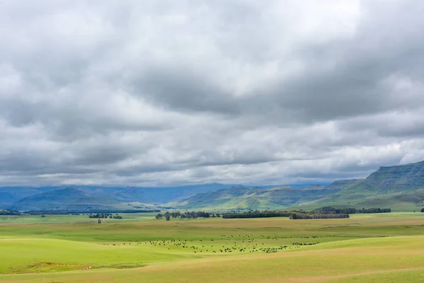 Cattle as dots in the distance — Stock Photo, Image