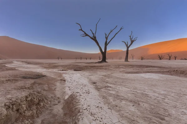 Dead Camel thorn trees in Dooievlei — Stock Photo, Image