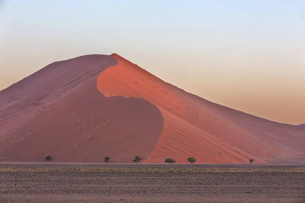 Stora Sand Dune och kamel thorn träd — Stockfoto