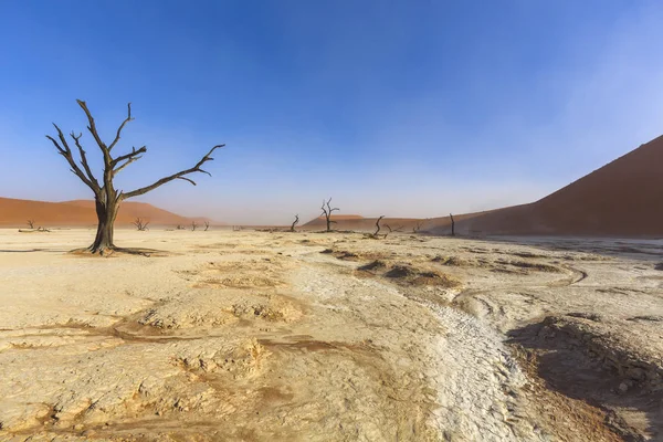 Dead Tree in Dooievlei — Stock Photo, Image