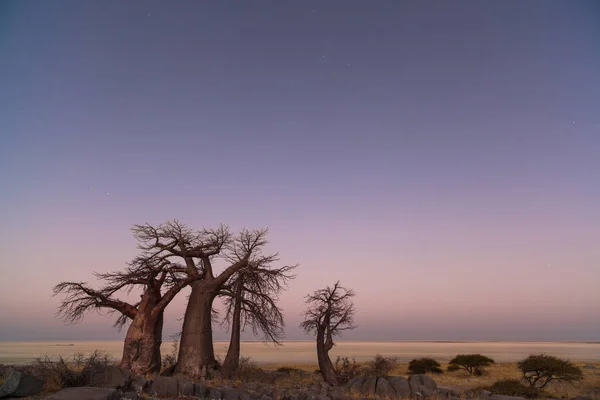 Baobabs before sunrise — Stock Photo, Image