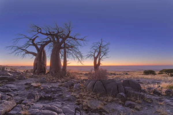 Baobab's in the early morning light — Stock Photo, Image