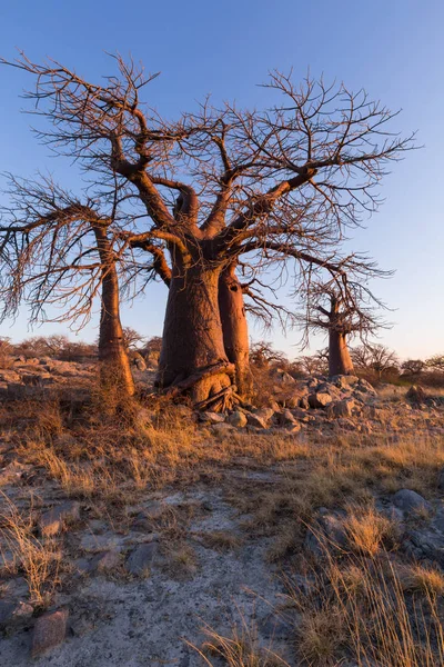 Baobabbäume auf der Insel Kubu — Stockfoto