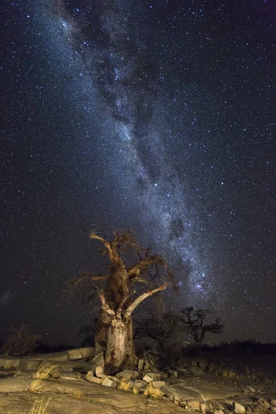 La Voie lactée et les baobabs à l'île de Kubu — Photo