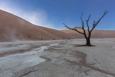 Rüzgarlı Dooievlei