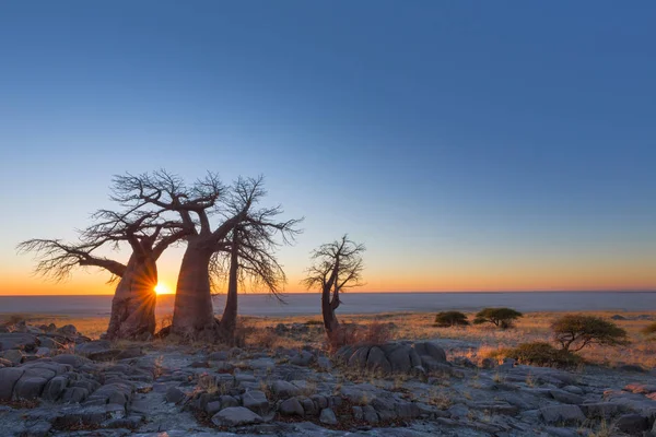 Baobab-Bäume auf der Insel Kubu bei Sonnenaufgang — Stockfoto