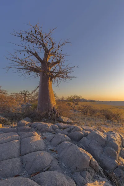 Sabah erken ışık Baobap Ağacı üzerinde