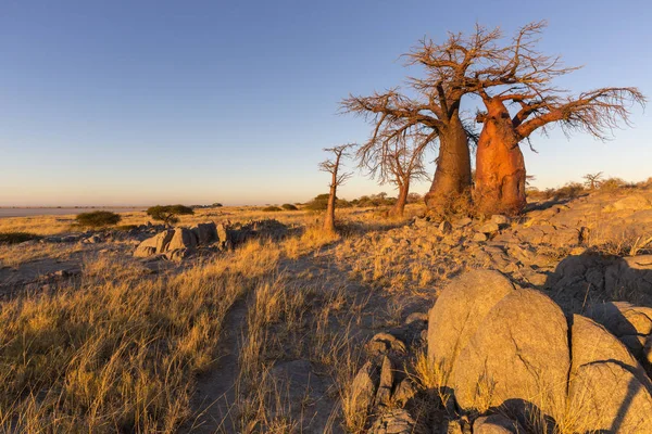 Baobab está no início da manhã — Fotografia de Stock