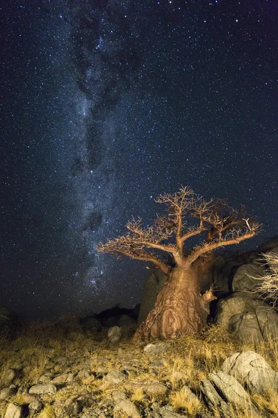 Milkyway a baobab strom — Stock fotografie